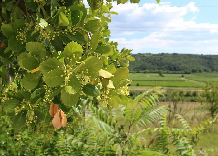Vila Flora