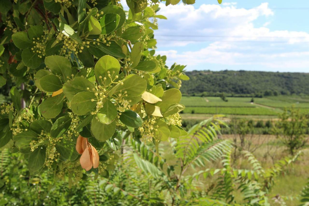 Apartma Flora *